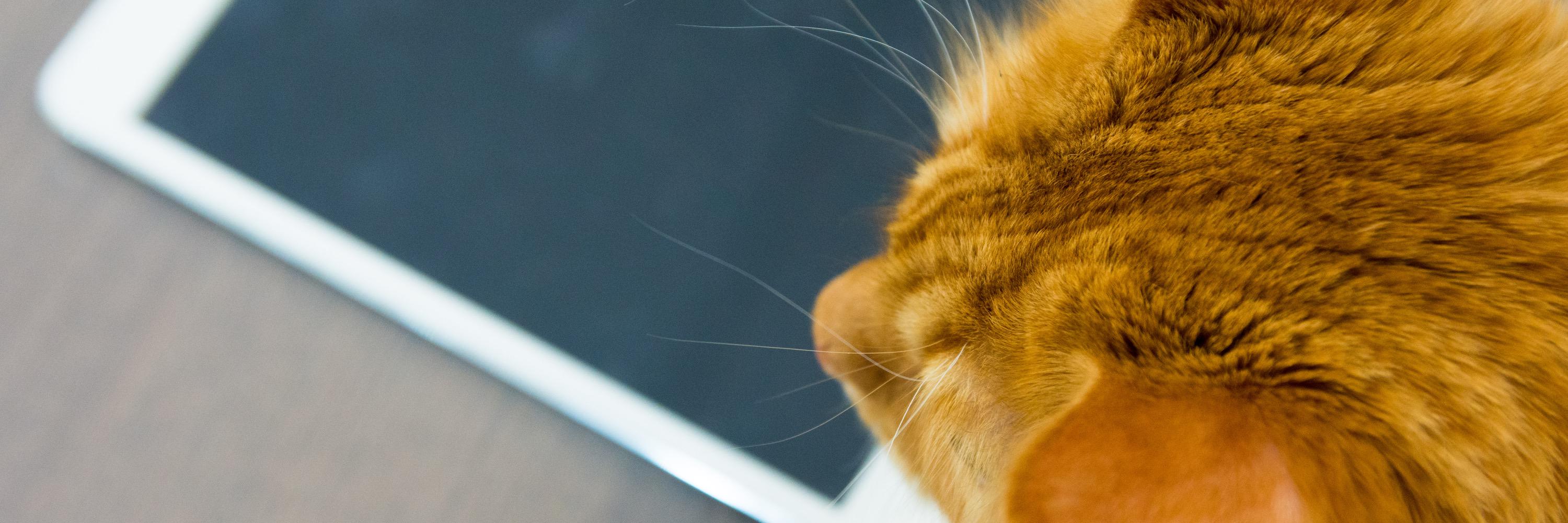 invoiceCat's profile banner image