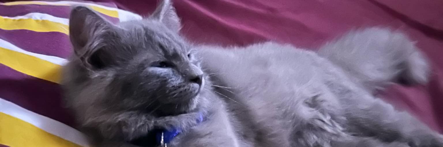 dabniii__'s profile banner image