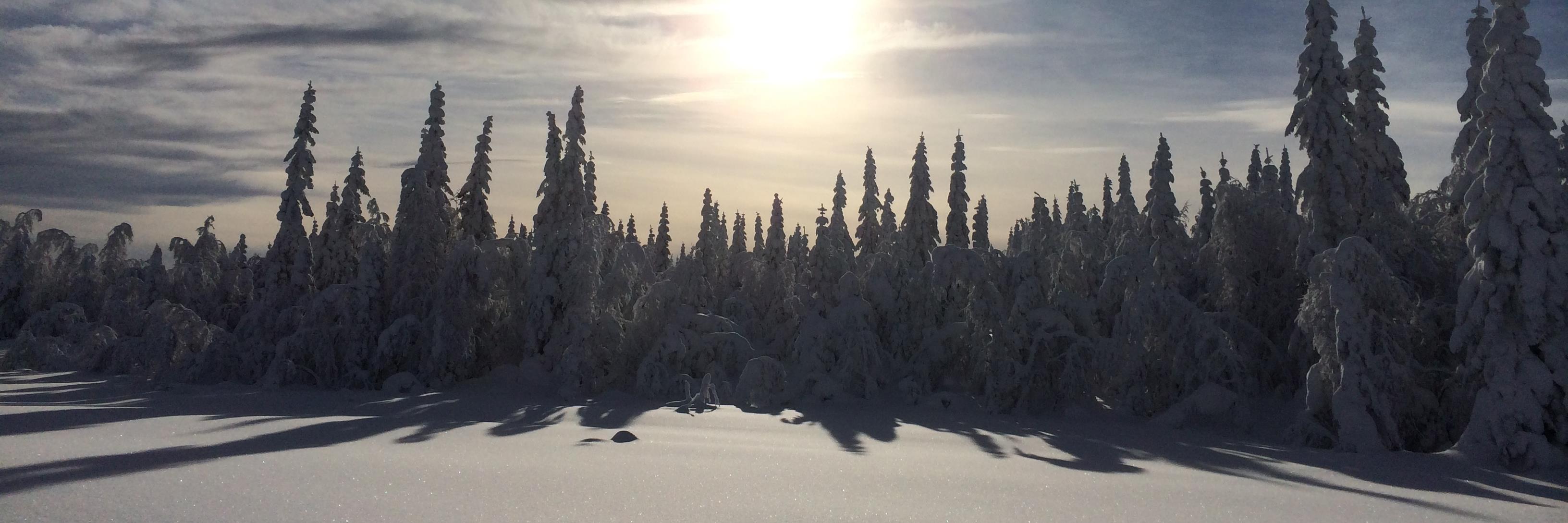 Anne Tingelstad Wøien banner
