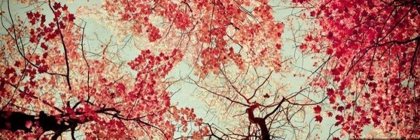 carmem_steffany's profile banner image