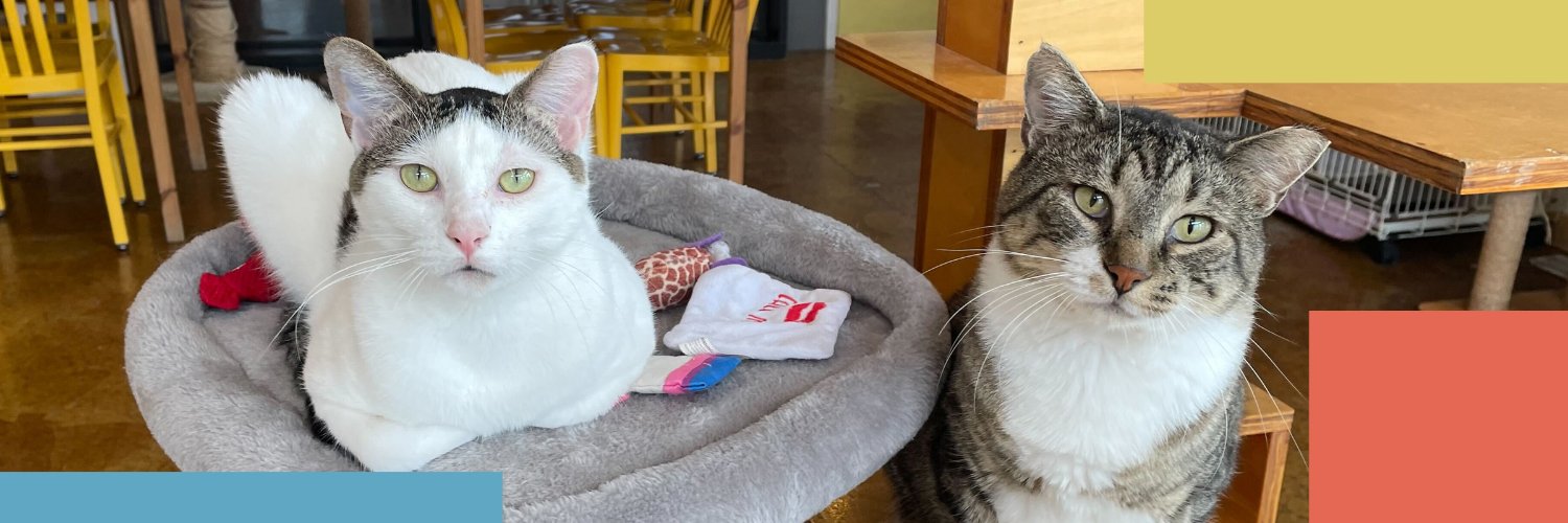 MAUHAUS 🐈❤️☕️ banner