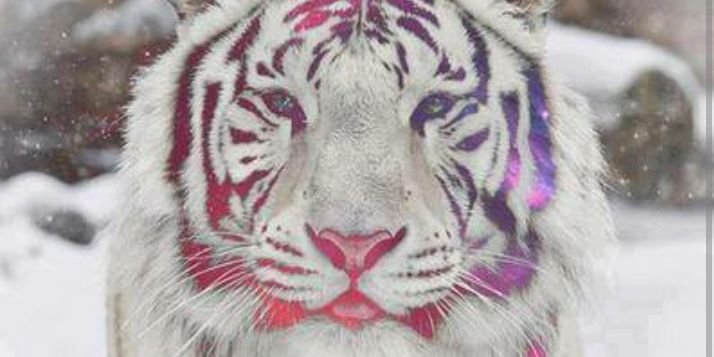 Robertdomenech7's profile banner image
