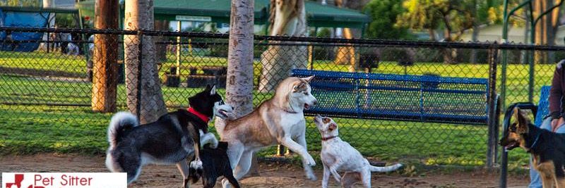 petspjustin's profile banner image