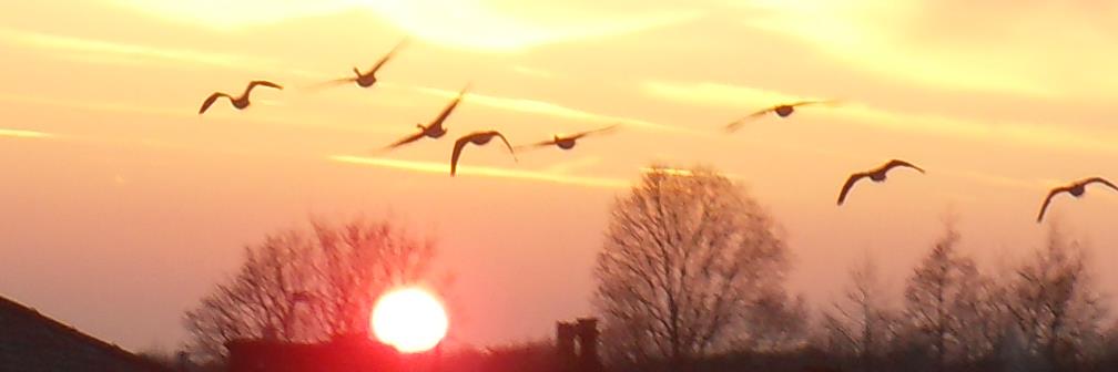 Graham Domain banner