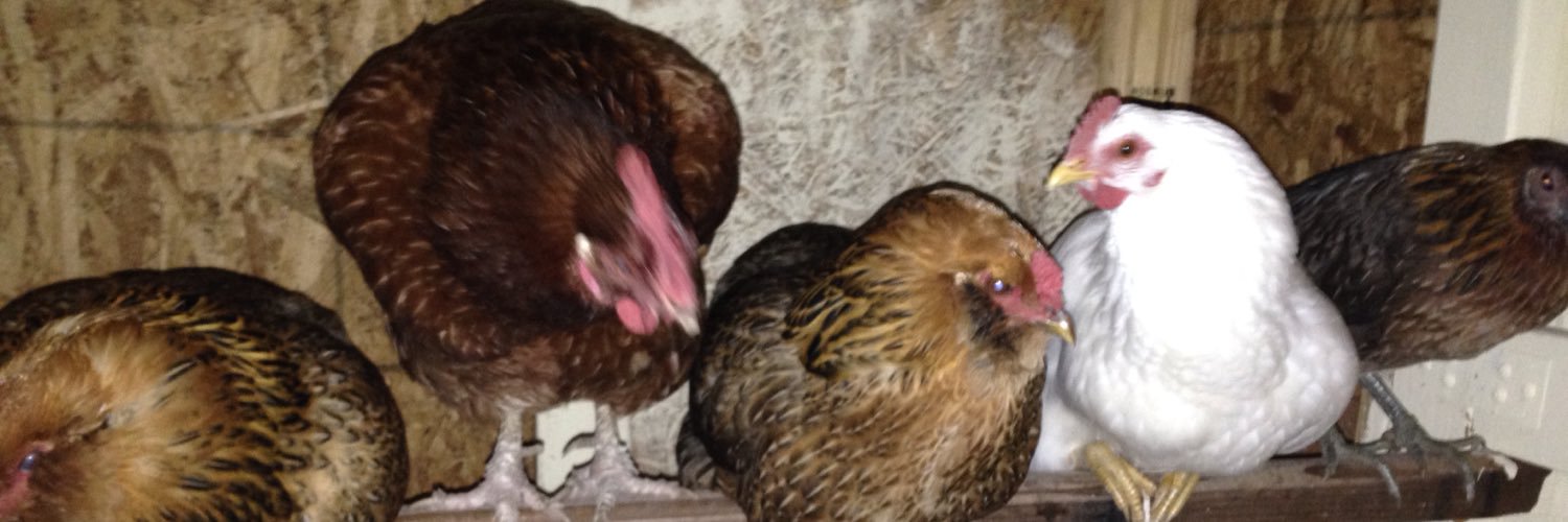 SouthBayChicks's profile banner image