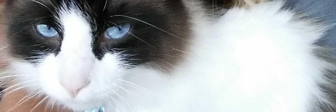 im_miss_kitty's profile banner image