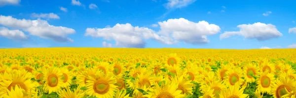 otherf_'s profile banner image