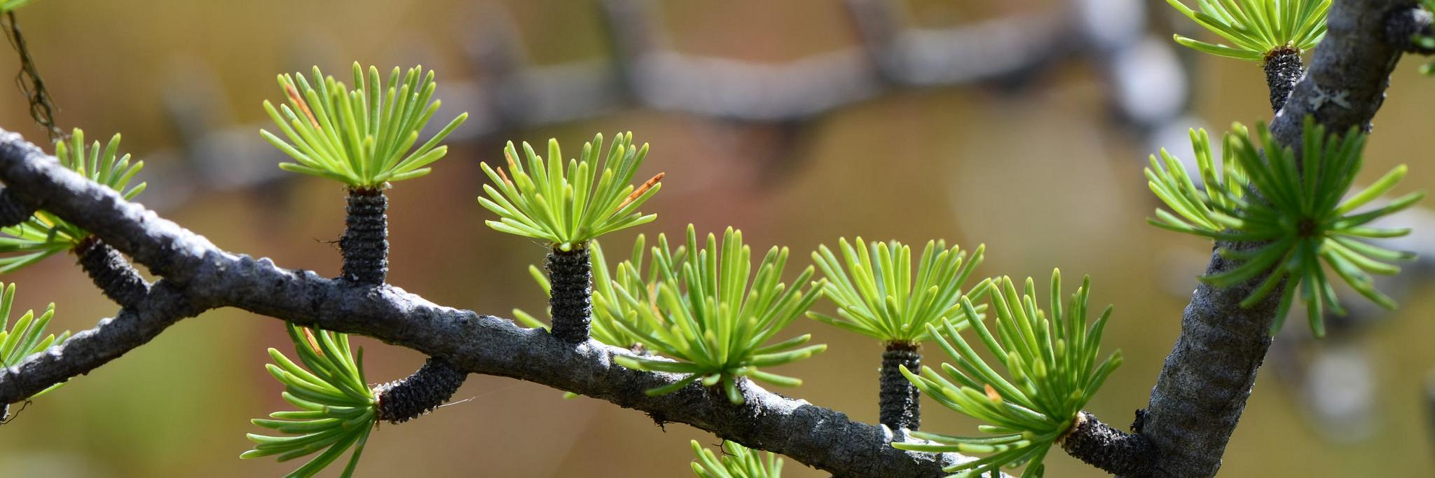 Can Botanical Assoc banner