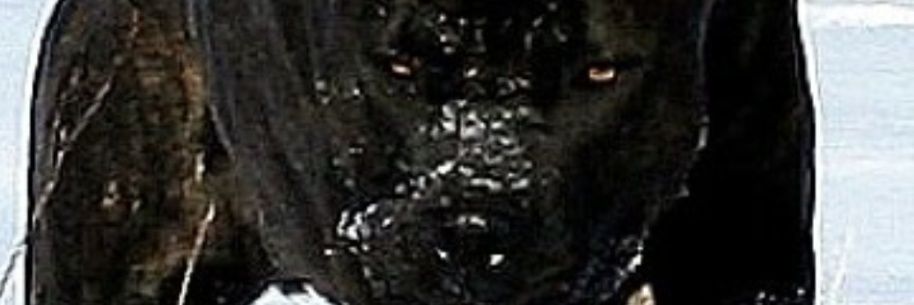 Enforcer Athletics banner