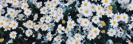 amarallaara's profile banner image