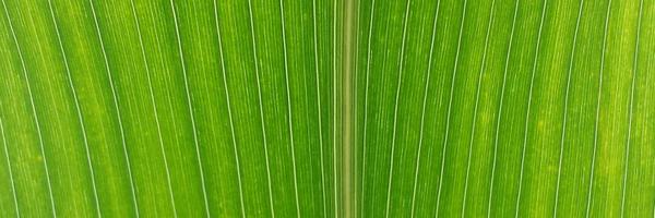 EnvEcoPlant Profile Banner