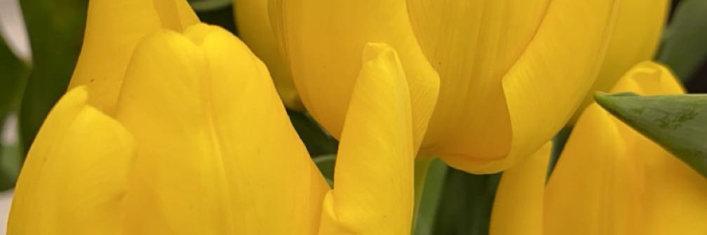 T_Webs32's profile banner image