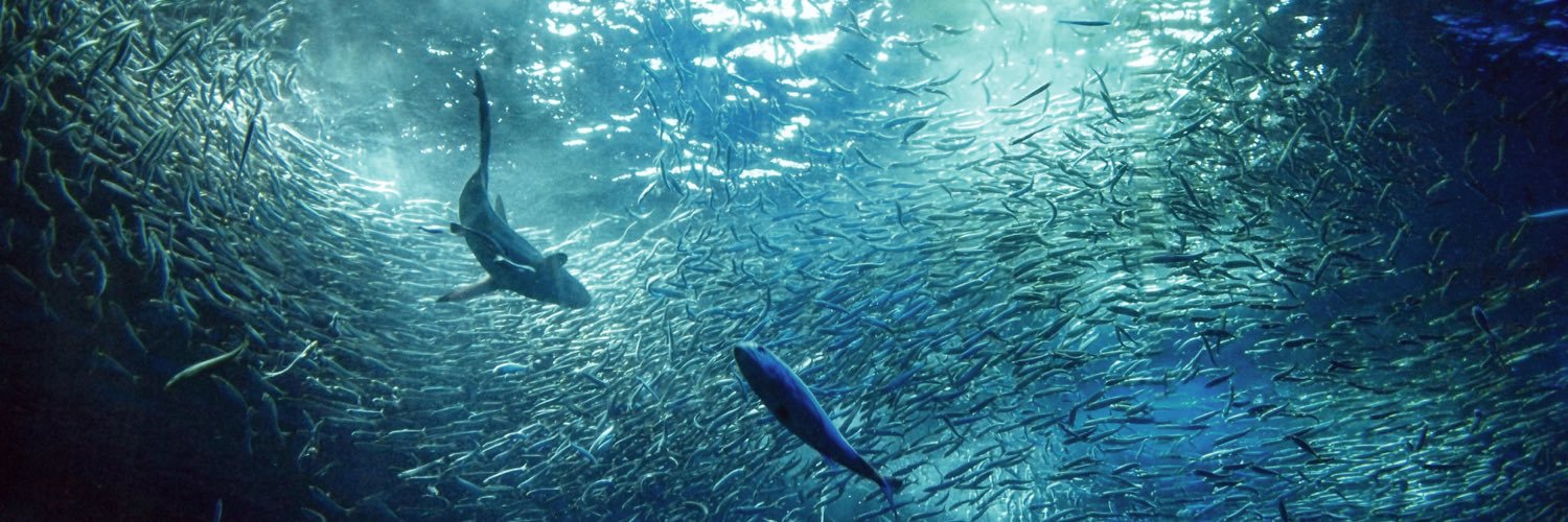 Tetsushi Kataura banner