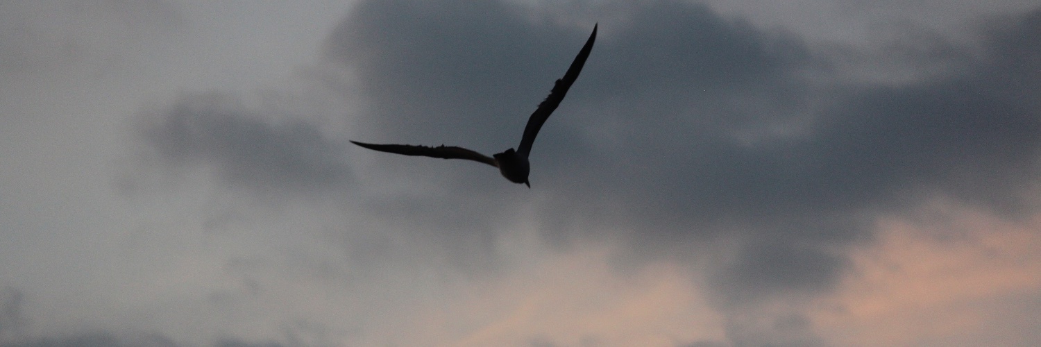 monamazariegos's profile banner image