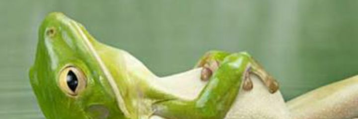 gashimoko's profile banner image