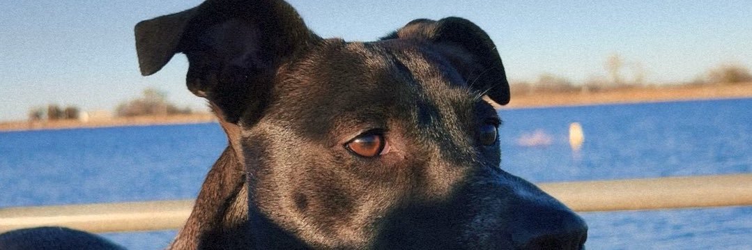madisonbrown182's profile banner image