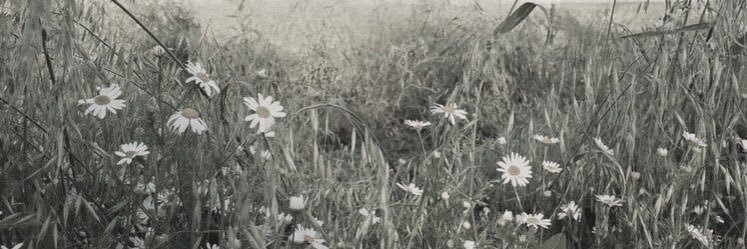 fislyf's profile banner image