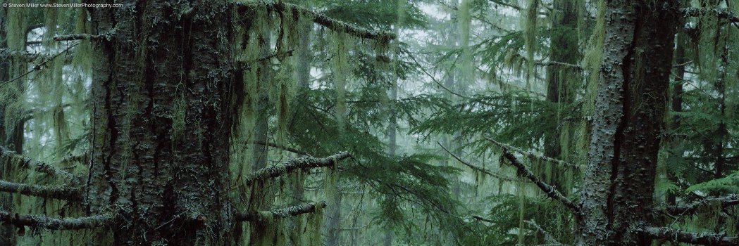 Kevin Gibbons banner