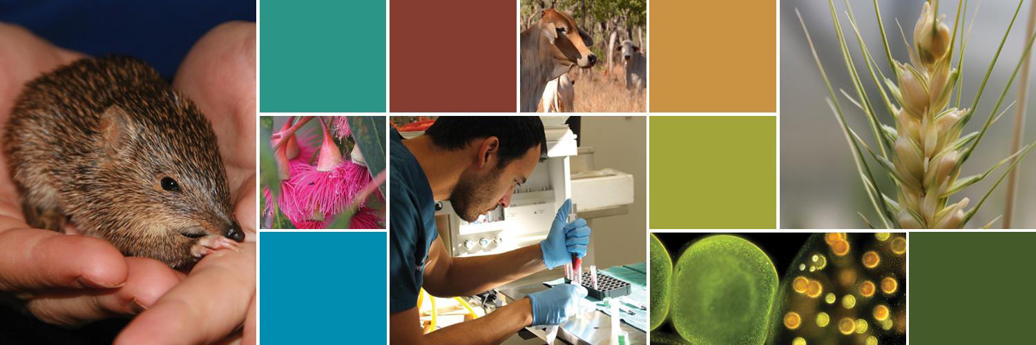 School VLS Murdoch banner