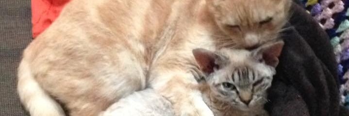 agathamelba's profile banner image