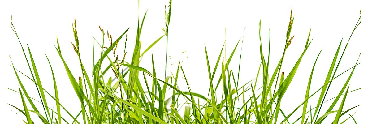 CryptoMojo banner