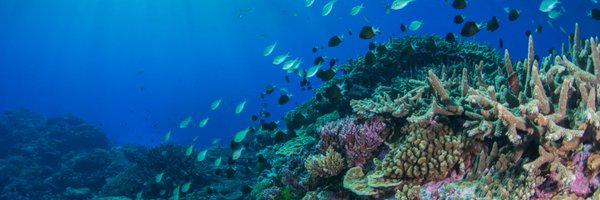 seafloorness Profile Banner