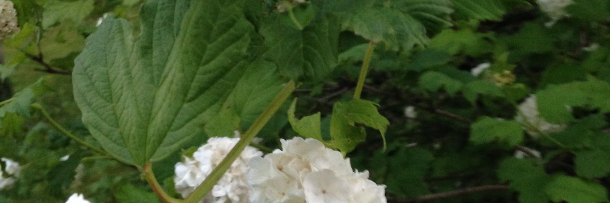 Danielle Rapoport banner