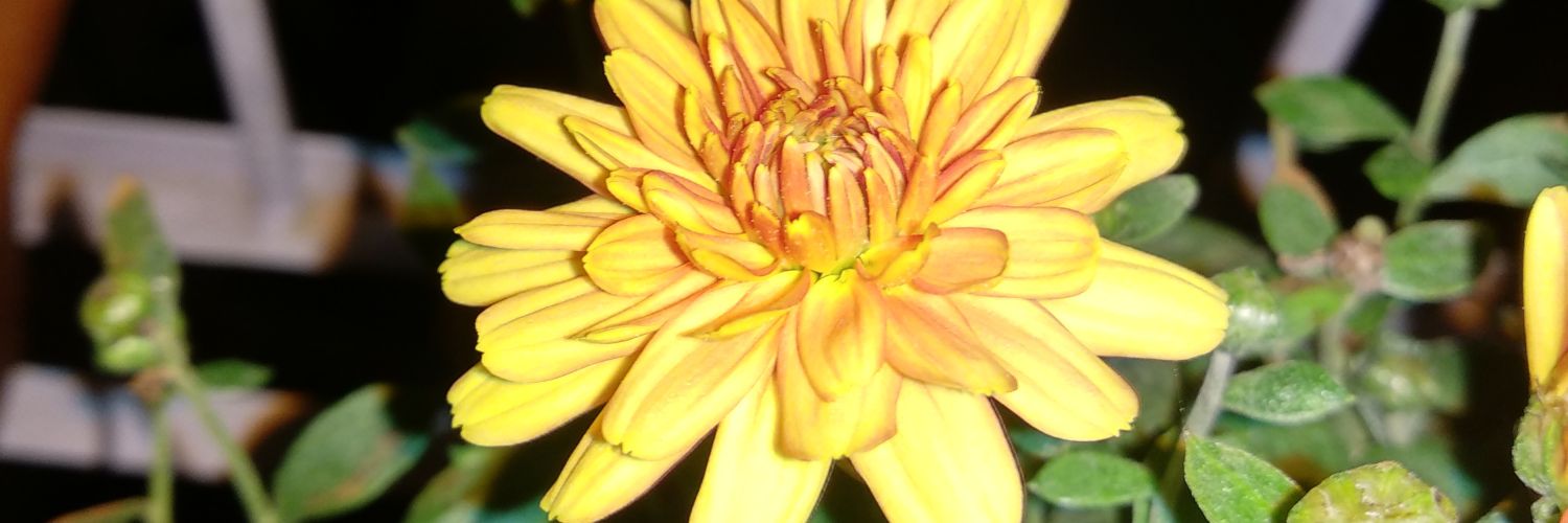 garud_sandy's profile banner image