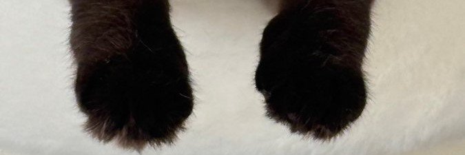 piipuay10's profile banner image