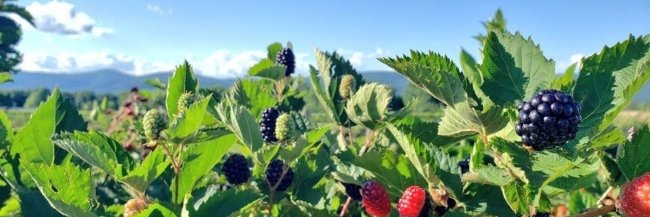 Lizzy Herrera banner