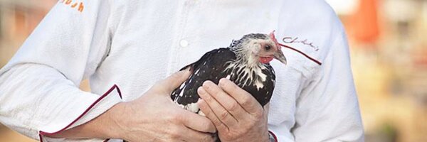 ChefGross Profile Banner