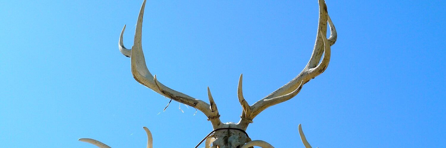 Bluelens1's profile banner image