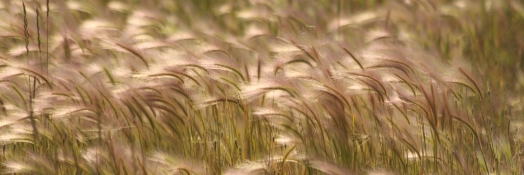 Marion Koopmans, publications: https://pure.eur.nl's banner