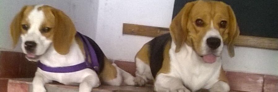 leocas102's profile banner image