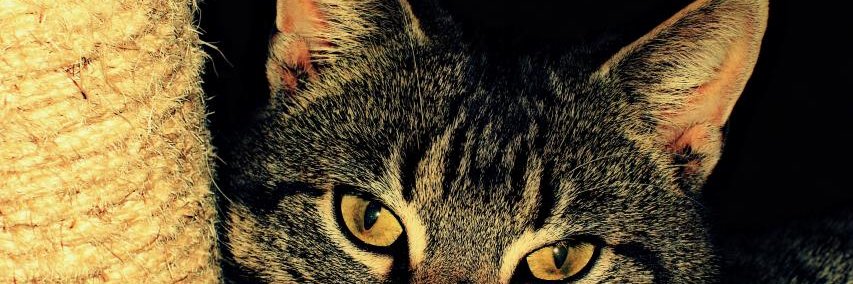 DhowieAhmad's profile banner image
