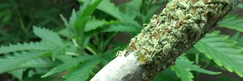 Norcal Med2You banner