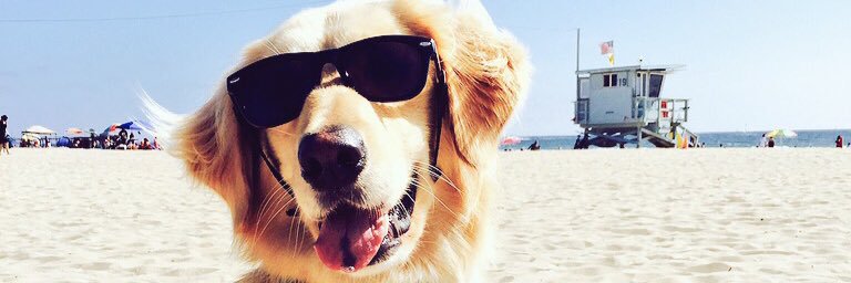 SurfinJackDog's profile banner image