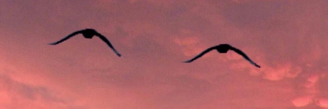lad_pretty's profile banner image