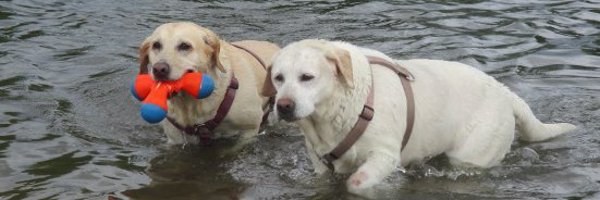 CJAndDJ2 Profile Banner