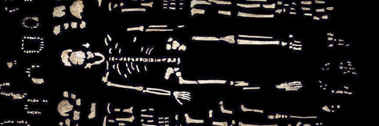 Homo_naledi's profile banner image