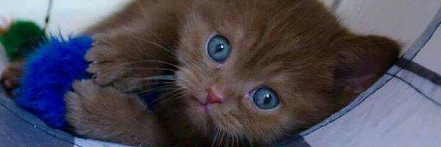 adh10473337's profile banner image