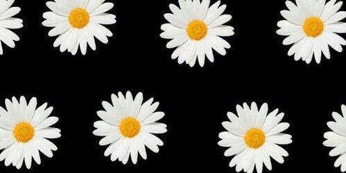 TapiaTapiapavez's profile banner image