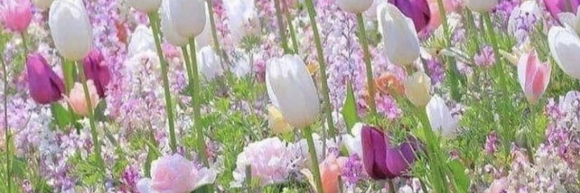 jacque elliott banner