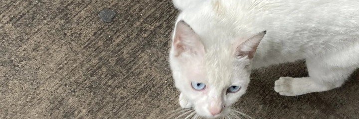 gomuel's profile banner image