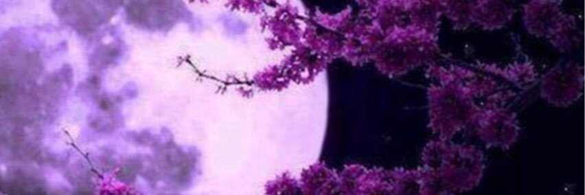 MZOUTI1's profile banner image