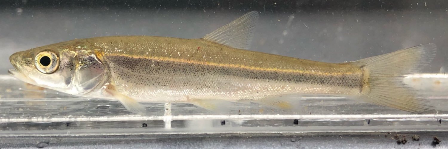 受口石斑魚 banner