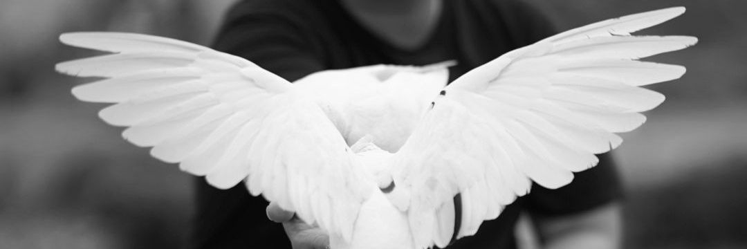 stevanodavi's profile banner image