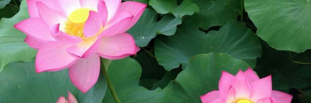 mafyteas's profile banner image