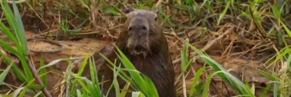 dh4gan Profile Banner