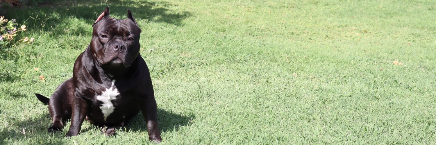 MsAngelicaMaria's profile banner image